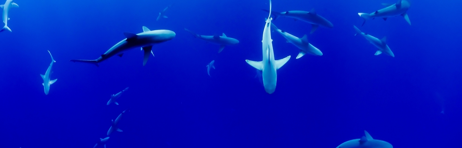 Почему акулы постоянно в движении. Популяция акул в мире.